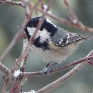 Coal Tit