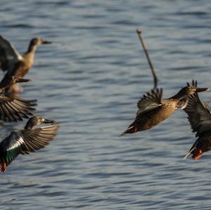 Northern Shoveler