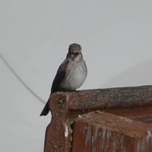 Spotted Flycatcher