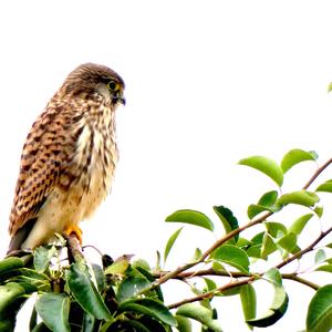 Common Kestrel