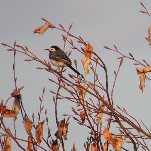 White Wagtail