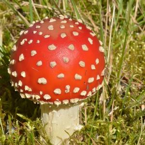 Fly Agaric