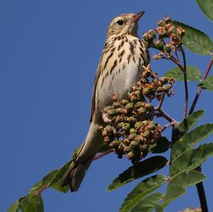 Tree Pipit