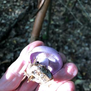 Wood Blewit