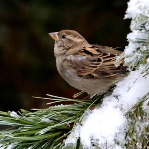 House Sparrow