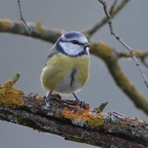 Blue Tit