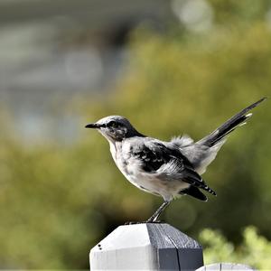 Grey Catbird