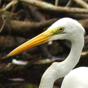 Great Egret