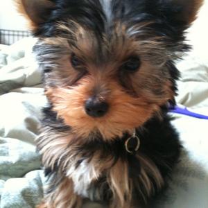 Yorkshire Terrier