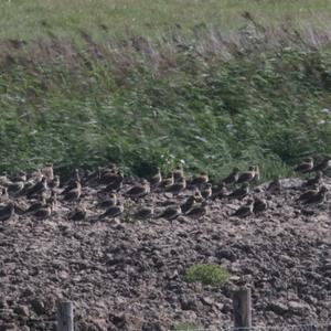 Eurasian Golden Plover