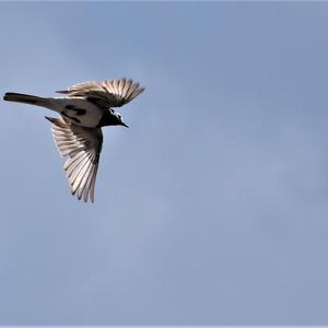 White Wagtail