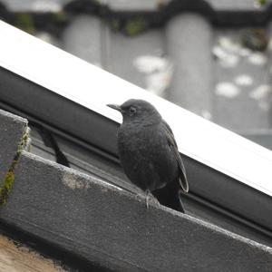 Eurasian Blackbird