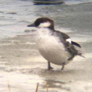 Common Merganser