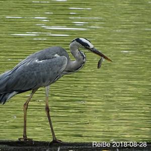 Grey Heron