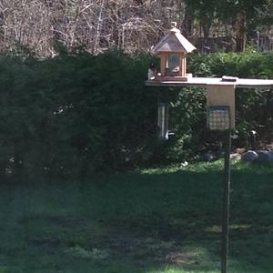 Rose-breasted Grosbeak