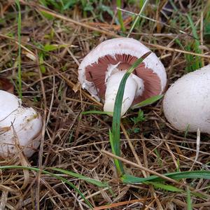 Meadow Agaric