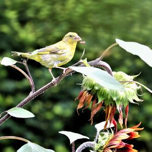 European Greenfinch