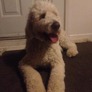 Unknown Breed