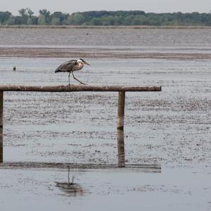 Grey Heron