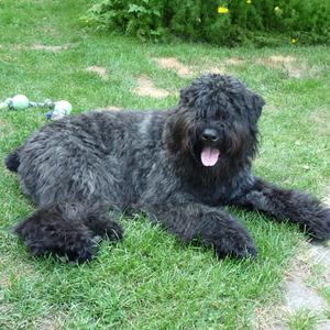 Bouvier des Flandres