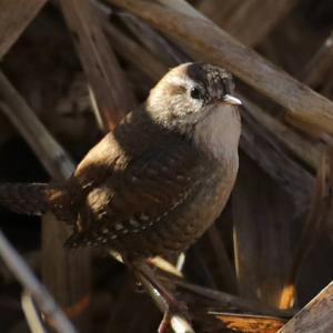 Winter Wren