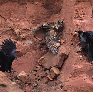 Long-eared Owl