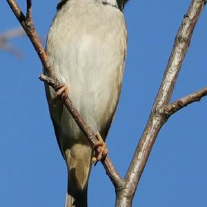 Eurasian Tree Sparrow