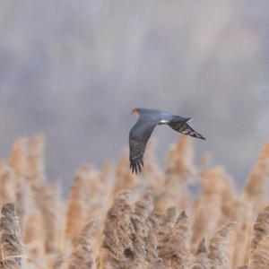 Eurasian Sparrowhawk