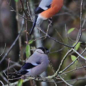 Eurasian Bullfinch