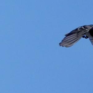 White Wagtail