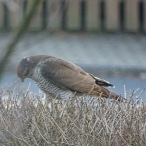 Eurasian Sparrowhawk