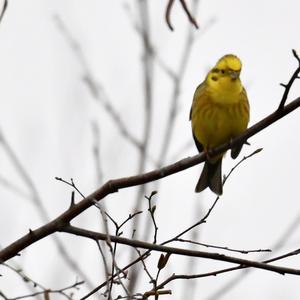 Yellowhammer