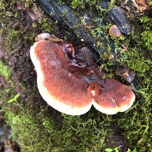 Resinous Polypore