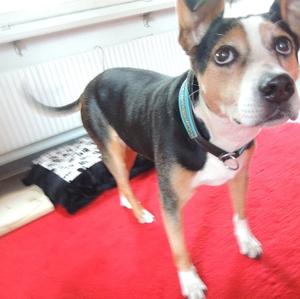 Unknown Breed