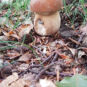 Summer Bolete