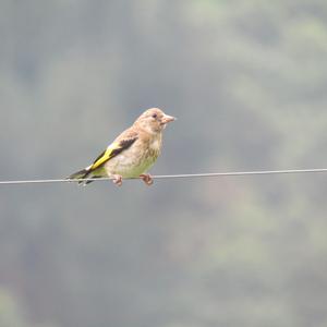 European Goldfinch