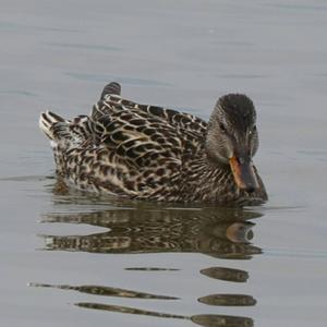 Gadwall