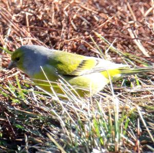 Alpine Citril Finch