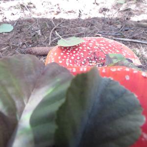 Fly Agaric