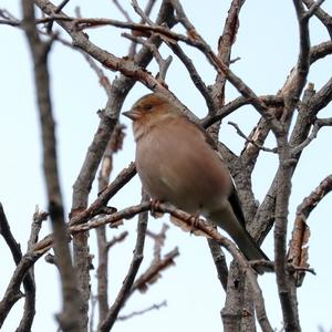 Eurasian Chaffinch