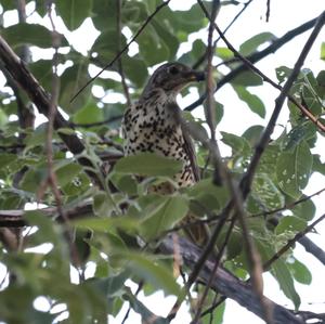 Mistle Thrush