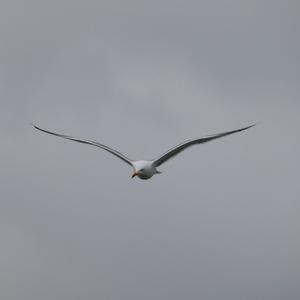 Yellow-legged Gull