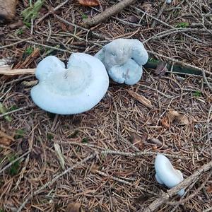 Anise-scented Clitocybe