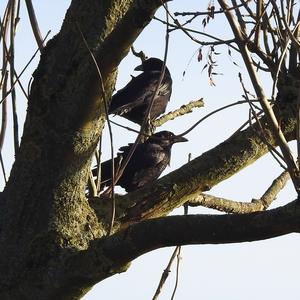 Carrion Crow