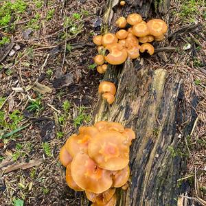 Changing Pholiota