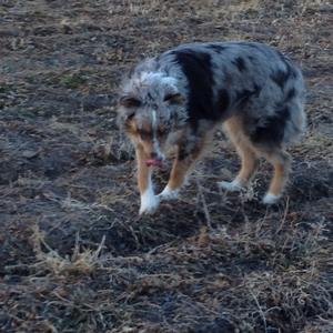 Australian Shepherd