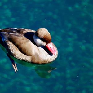 Red-crested Pochard