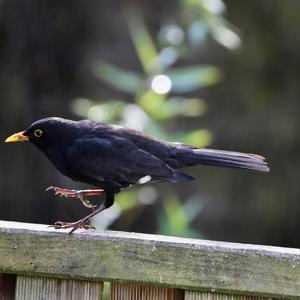 Eurasian Blackbird