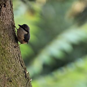 Wood Nuthatch