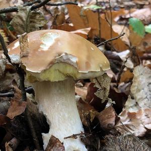 King Bolete